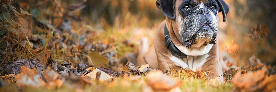 Professionelle Tierfotografie