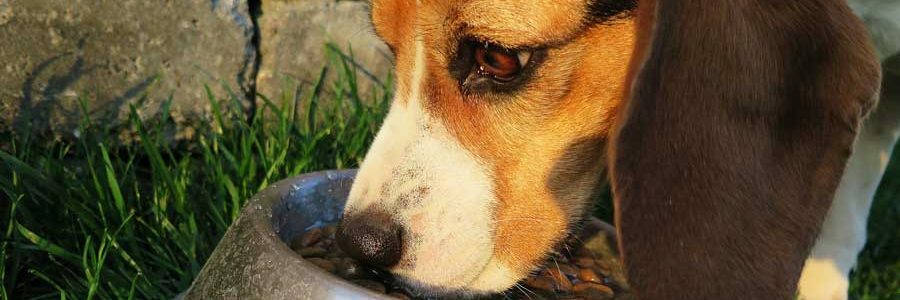 Allergie bei Hunden: Hypoallergenes Hundefutter