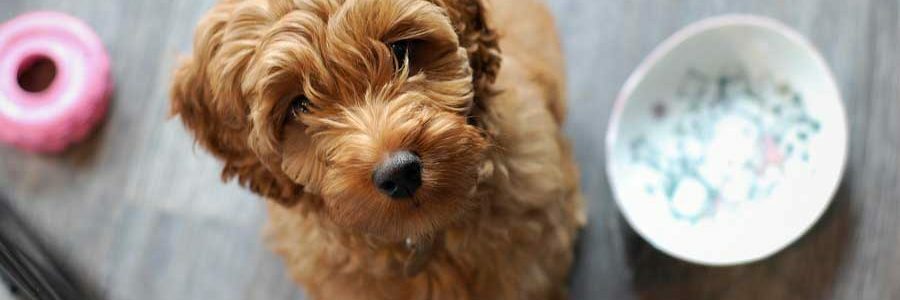 Labradoodle: Infos über die Rasse
