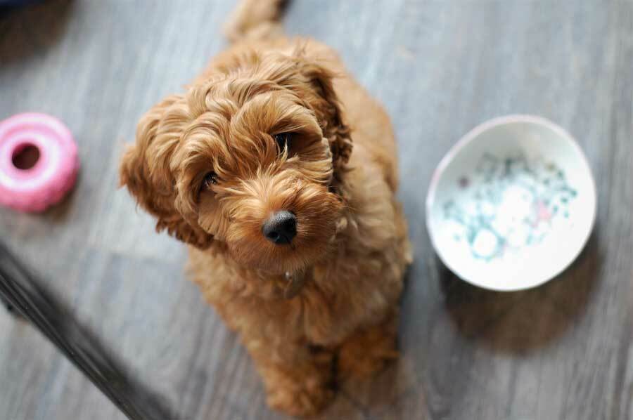 Labradoodle: Infos über die Rasse