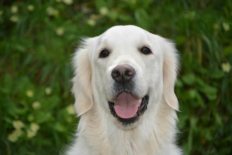 Erste-Hilfe-Maßnahmen beim Hund