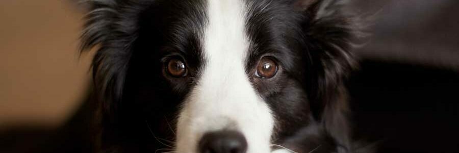 Die Zucht des Border Collies bereitet vielen Familien große Freude