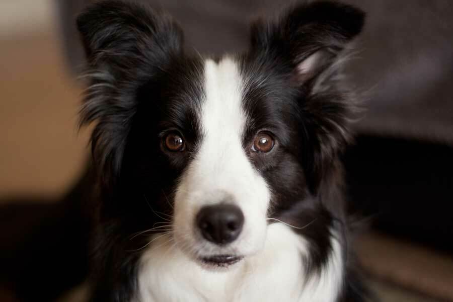 Die Zucht des Border Collies bereitet vielen Familien große Freude