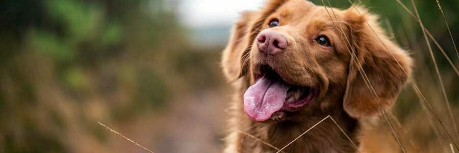 Achtung: Schokolade ist Gift für Hunde und Katzen