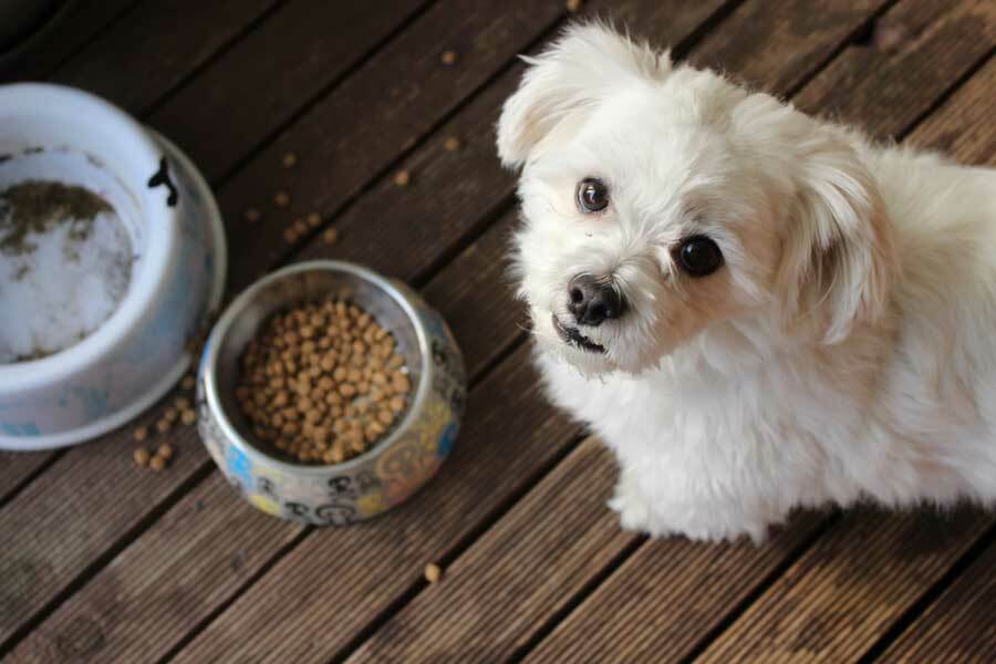 Natürliche Tiernahrungsergänzungsprodukte für Hunde & Katzen
