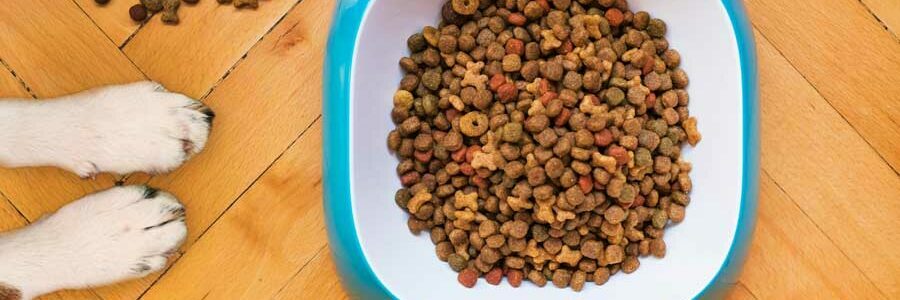 Ergänzungsfutter: Tierliebhaber füttern mit Lachsöl