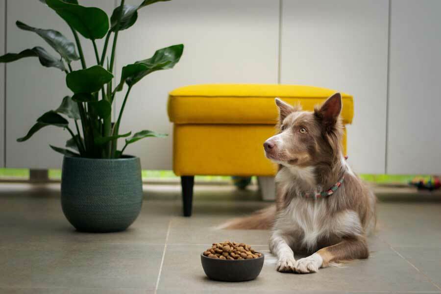 100% Natürliches und leckeres Futter für Hund und Katz