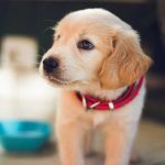 Schmeckt wie selbstgekocht: Die leckeren Nassfuttersorten von Dogs'n Tiger