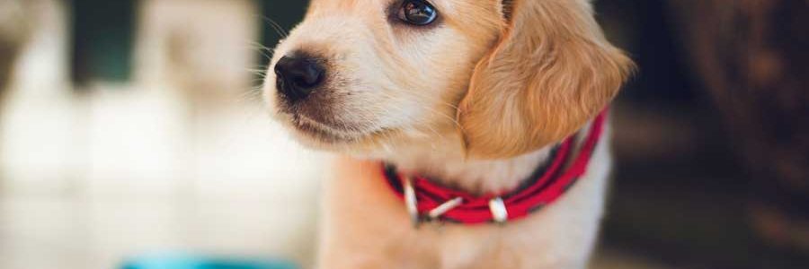 Schmeckt wie selbstgekocht: Die leckeren Nassfuttersorten von Dogs'n Tiger