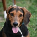 Die perfekte Hundevermittlung: Finde deinen idealen vierbeinigen Begleiter!