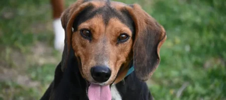 Die perfekte Hundevermittlung: Finde deinen idealen vierbeinigen Begleiter!