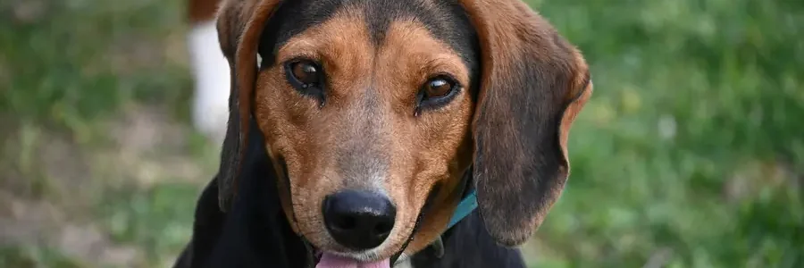 Die perfekte Hundevermittlung: Finde deinen idealen vierbeinigen Begleiter!