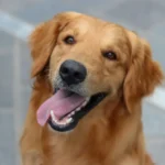 Rundum geschützt: Warum eine Hundeversicherung mit HundDirekt dir und deinem Hund Sicherheit schenkt