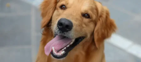 Rundum geschützt: Warum eine Hundeversicherung mit HundDirekt dir und deinem Hund Sicherheit schenkt