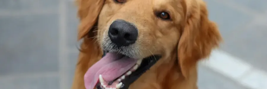 Rundum geschützt: Warum eine Hundeversicherung mit HundDirekt dir und deinem Hund Sicherheit schenkt