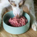 Welche Hundefutter Empfehlen Tierärzte? Expertenrat & Top-Marken