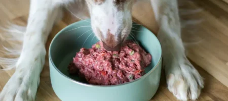 Welche Hundefutter Empfehlen Tierärzte? Expertenrat & Top-Marken