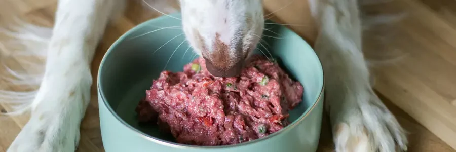 Welche Hundefutter Empfehlen Tierärzte? Expertenrat & Top-Marken